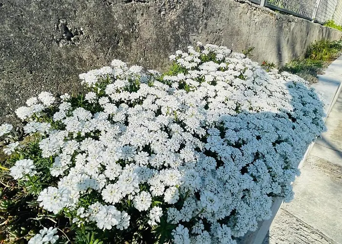 Iva Apartament